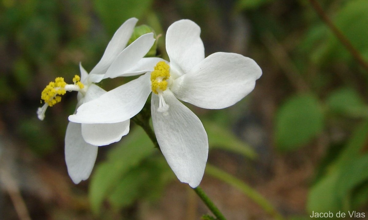 Hibiscus micranthus L.f.